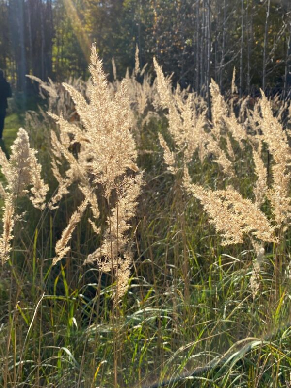 Therapeutic meditative retreat - Image 9